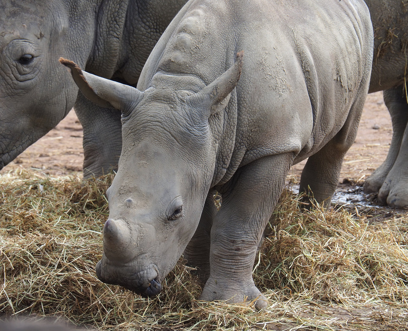 Southern square-lipped rhinoceros (Ceratotherium simum simum) calf, 2022-09-15