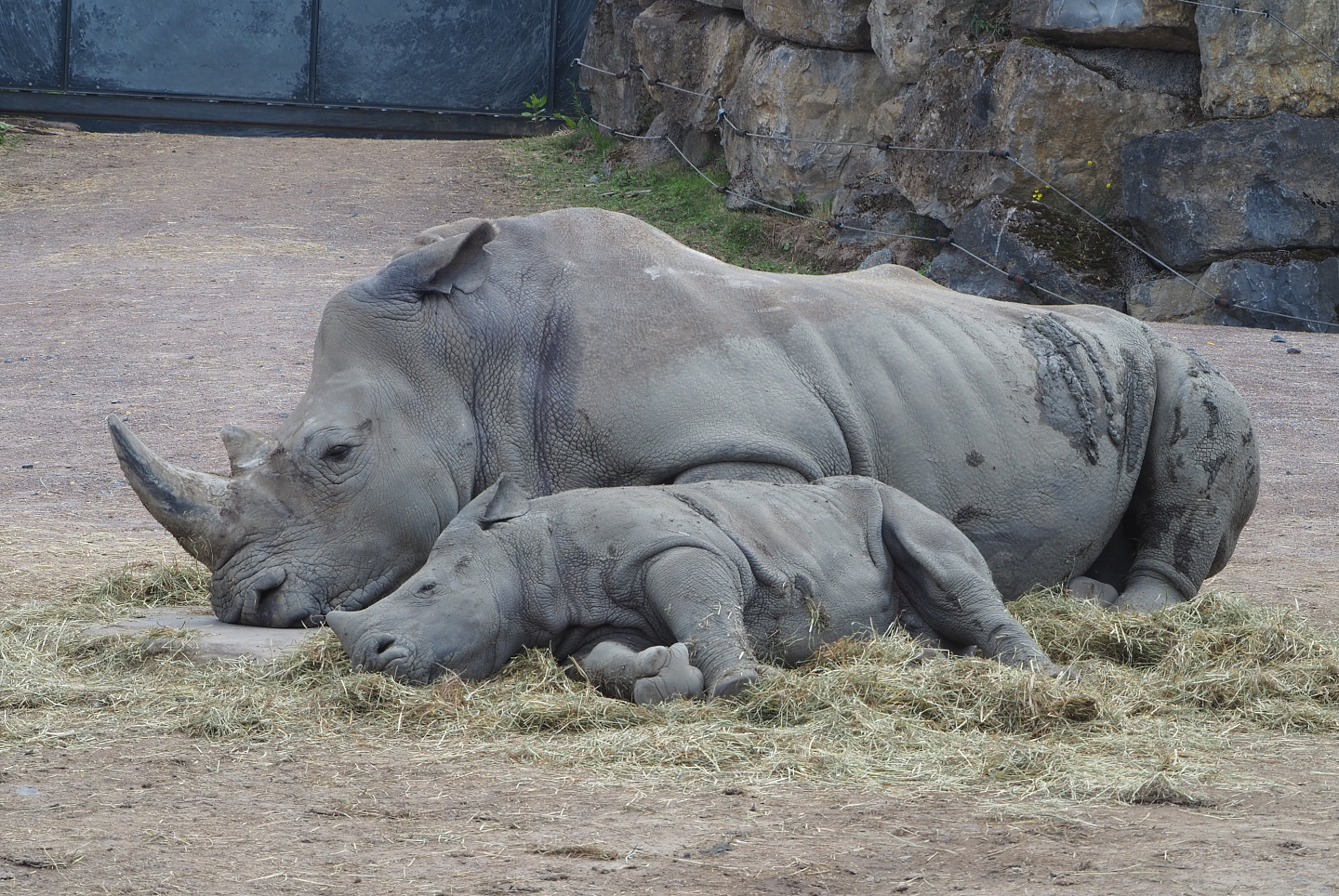 Southern square-lipped rhinoceros (Ceratotherium simum simum) with calf, 2022-06-28