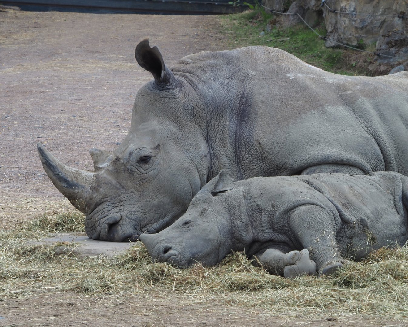 Southern square-lipped rhinoceros (Ceratotherium simum simum) with calf, 2022-06-28