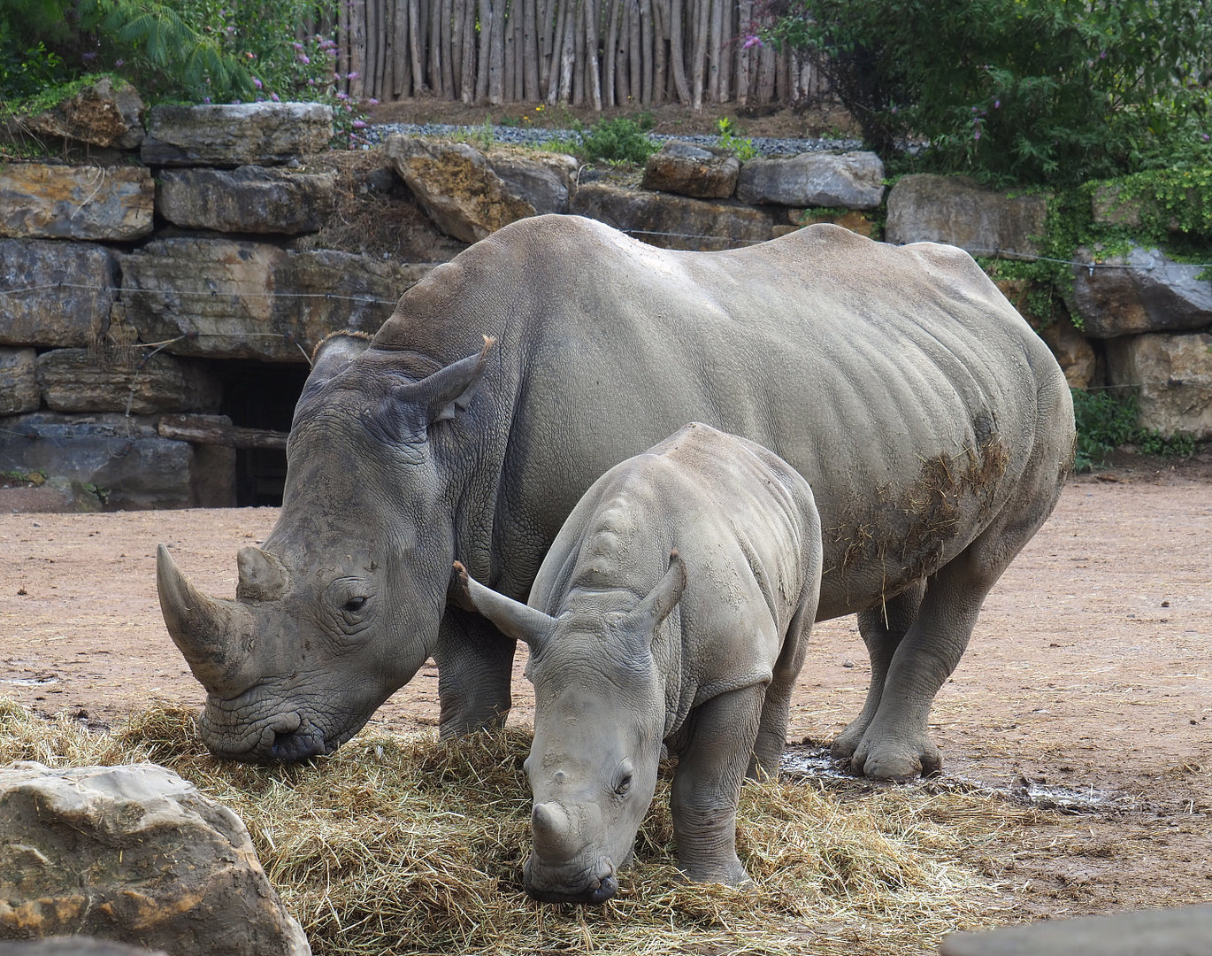 Southern square-lipped rhinoceros (Ceratotherium simum simum) with calf, 2022-09-15