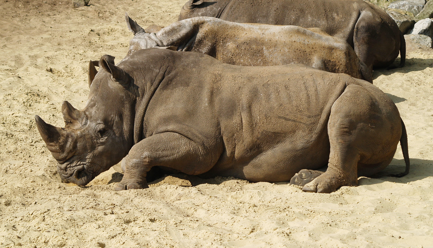 Southern square-lipped rhinoceros or Southern white rhinoceros (Ceratotherium simum simum), 2009-04-19