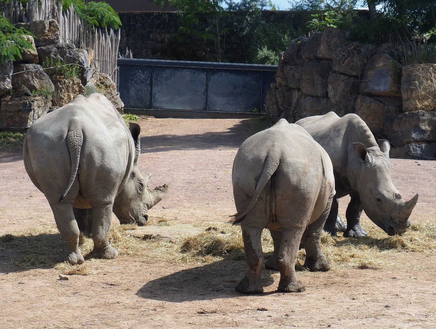 Southern square-lipped rhinoceroses (Ceratotherium simum simum), 2022-06-28