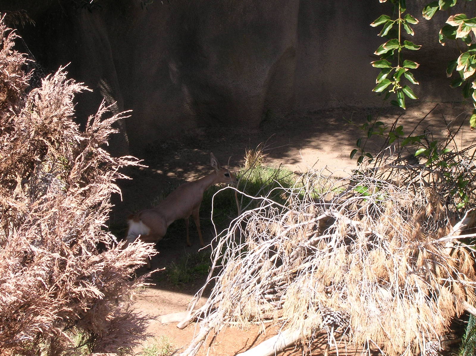 Southern Steenbok 3-4-09