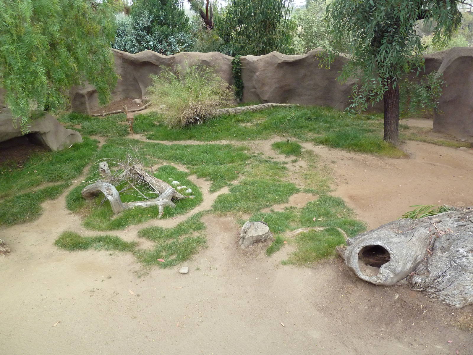 Southern Steenbok/Red-Flanked Duiker Exhibit