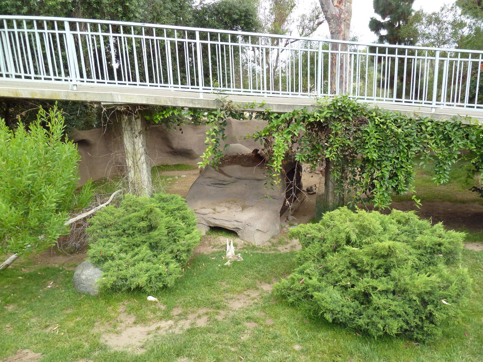 Southern Steenbok/Red-Flanked Duiker Exhibit