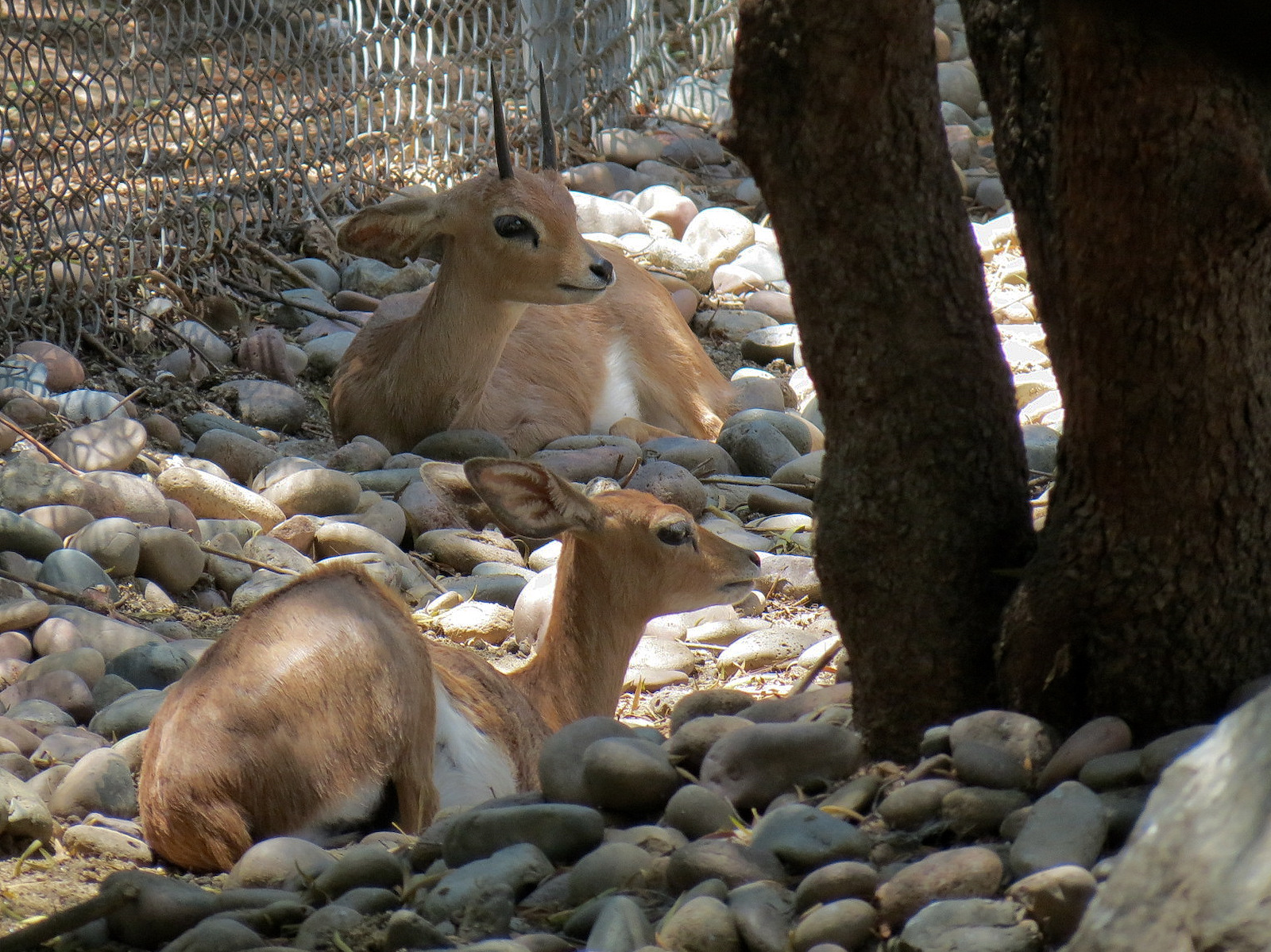 Southern Steenbok