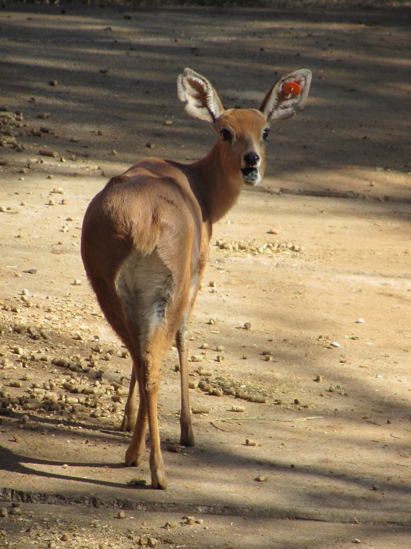 Southern Steenbok