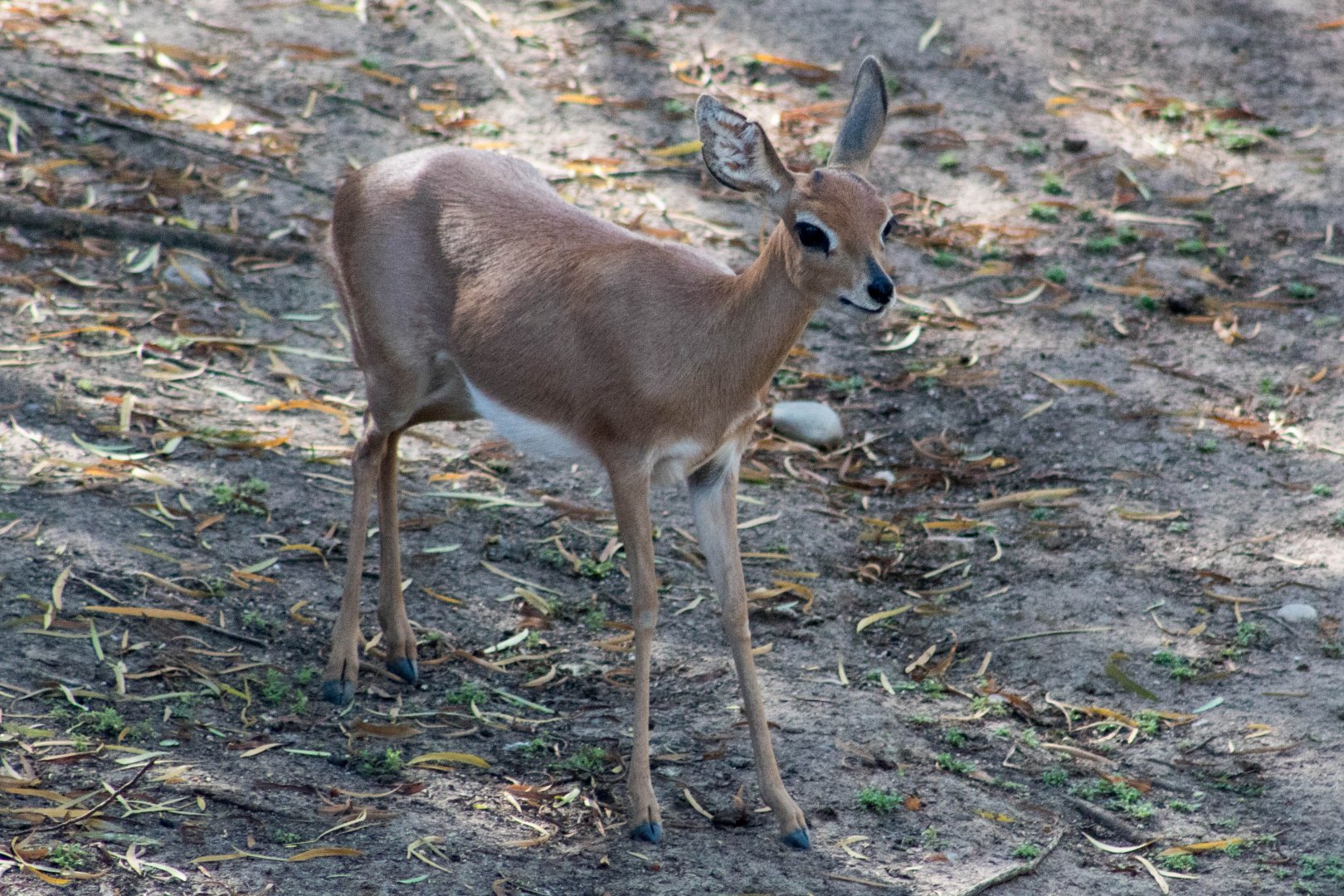 Southern steenbok