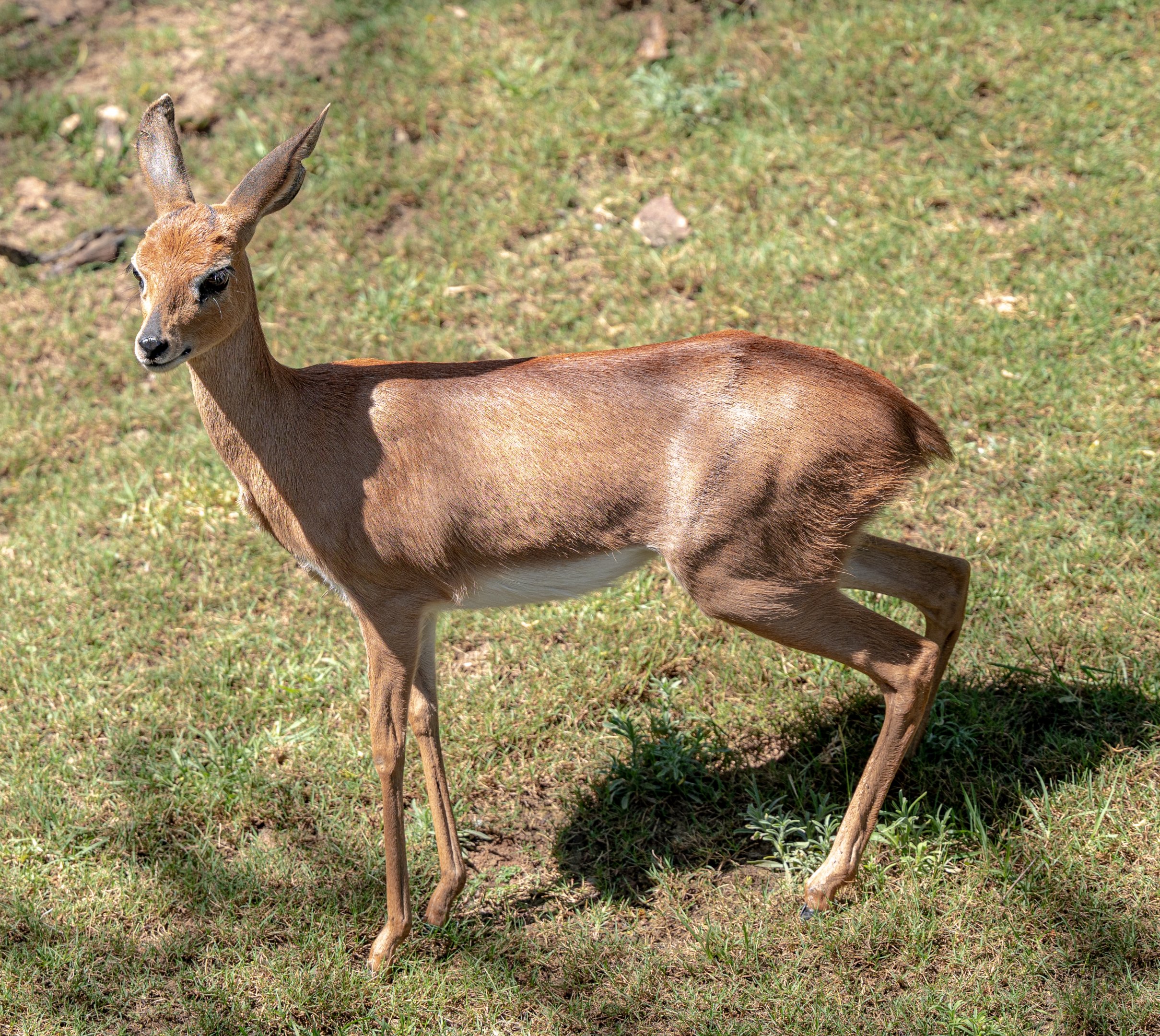 Southern Steenbok