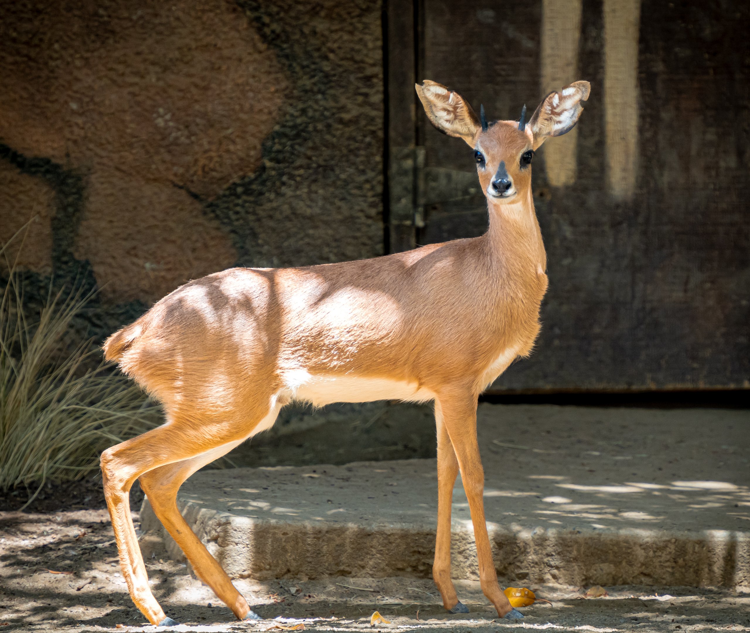 Southern Steenbok
