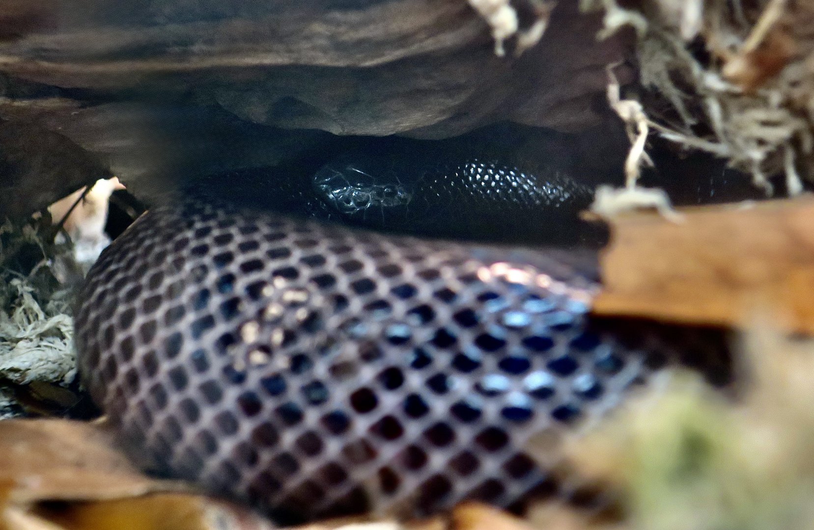 Southern Stiletto Snake (Atractaspis bibronii)