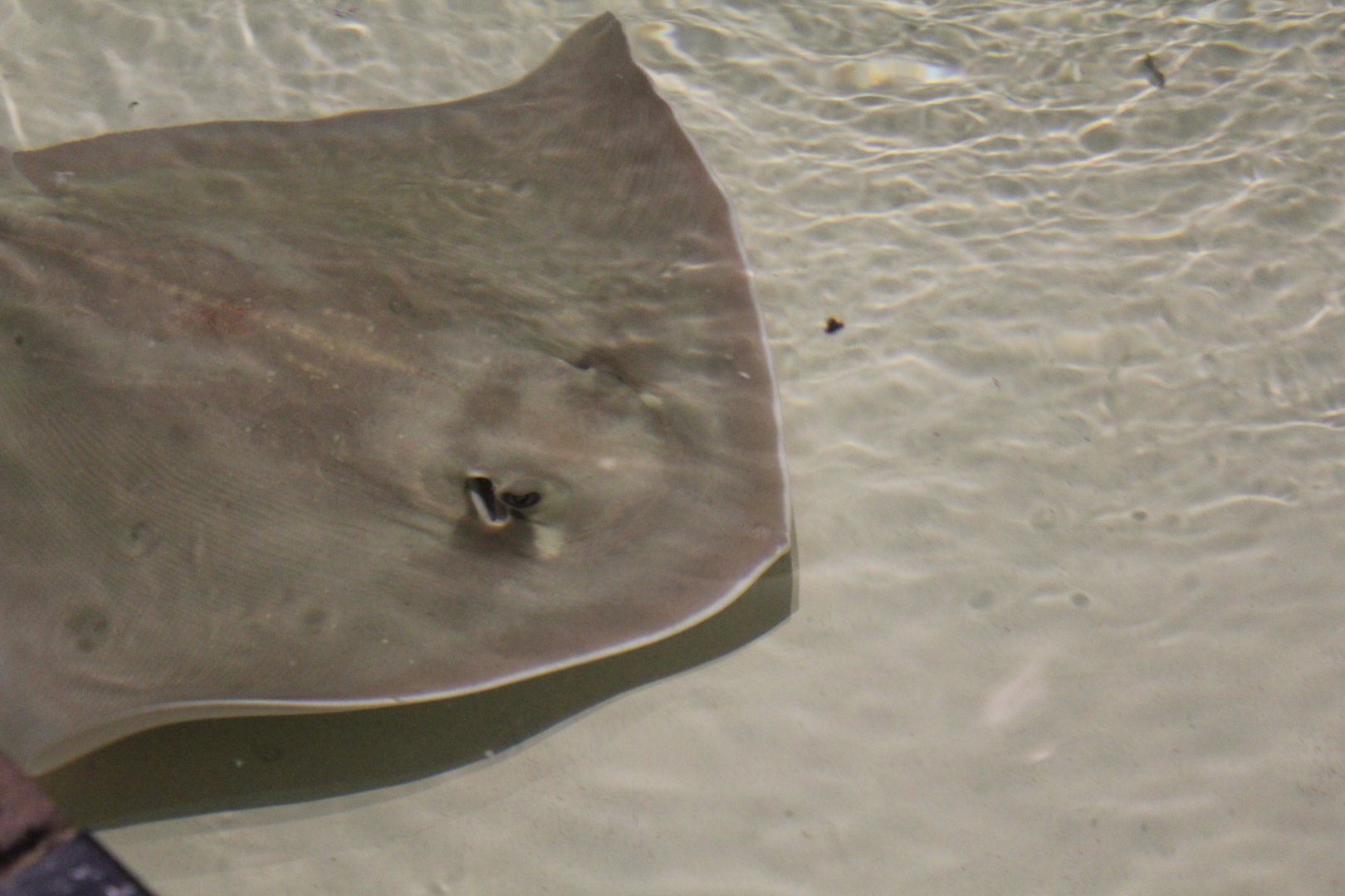 Southern Stingray - 1/7/2023