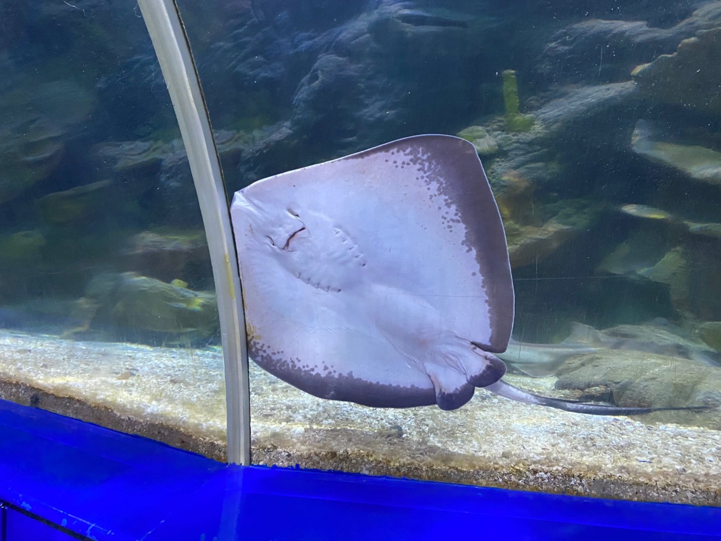 Southern stingray 240122