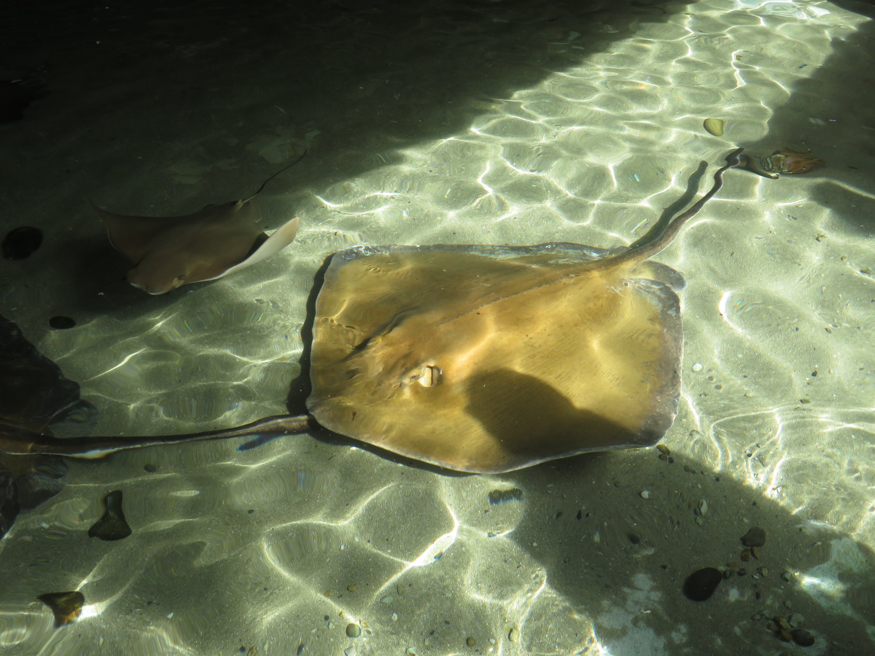 Southern Stingray and Cownose Ray