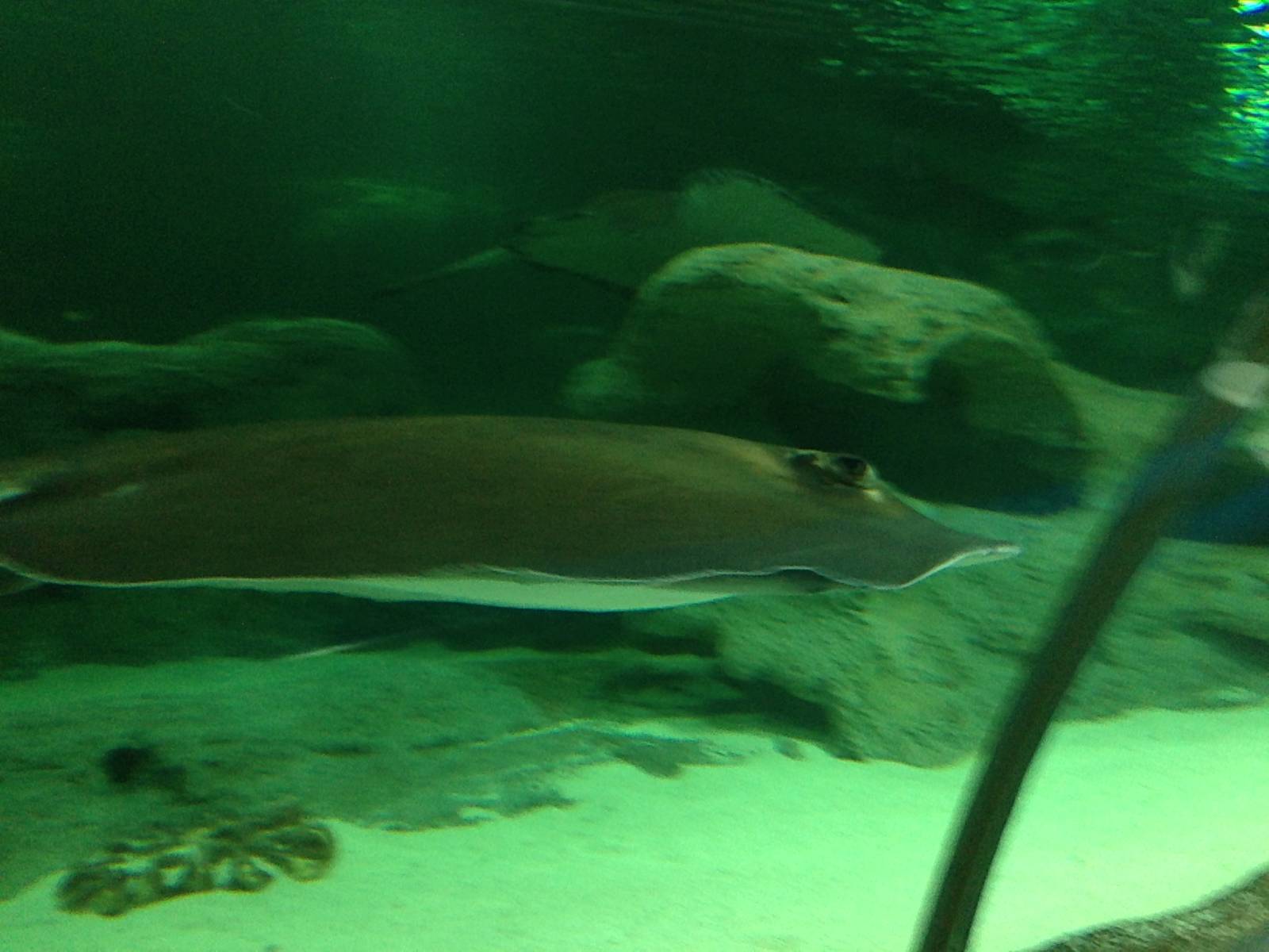 Southern Stingray at Blue Planet Aquarium - 05/10/2013