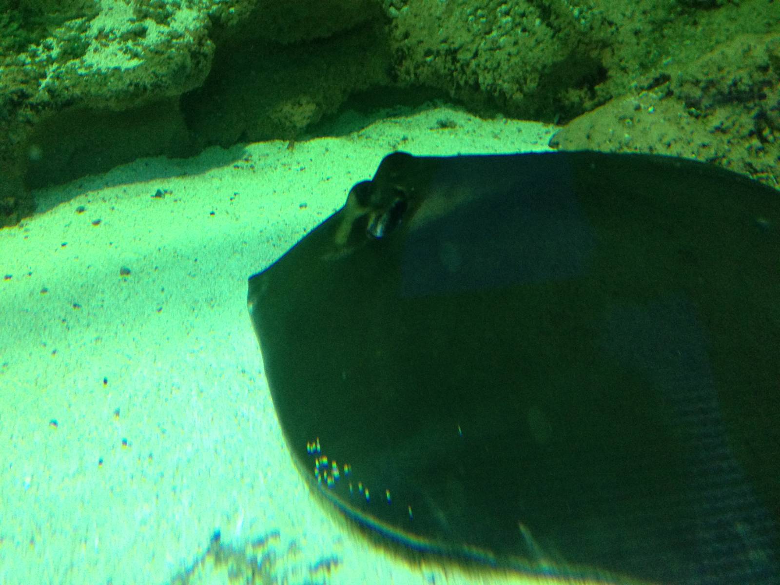 Southern Stingray at Blue Planet Aquarium - 05/10/2013
