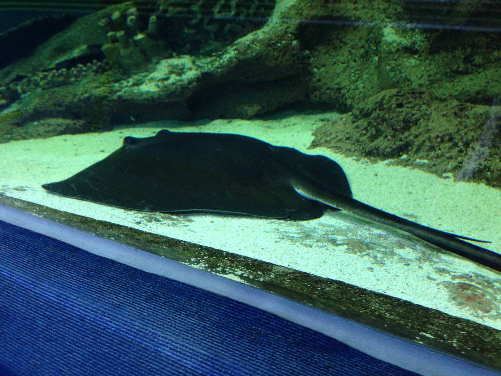 Southern Stingray at Blue Planet Aquarium - 05/10/2013