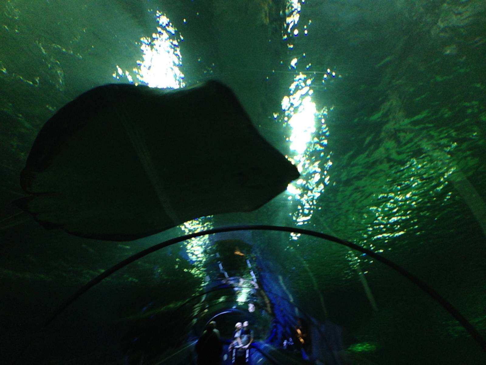 Southern Stingray at Blue Planet Aquarium - 05/10/2013