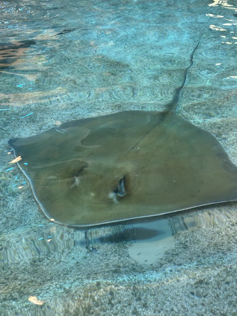 Southern Stingray at Stingray Beach Club