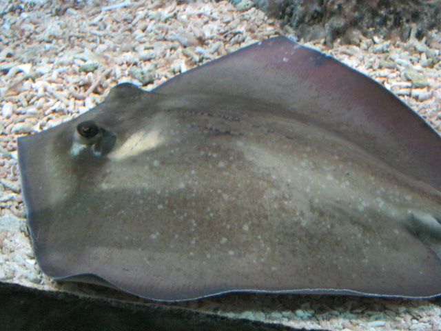 Southern Stingray, August 2014.