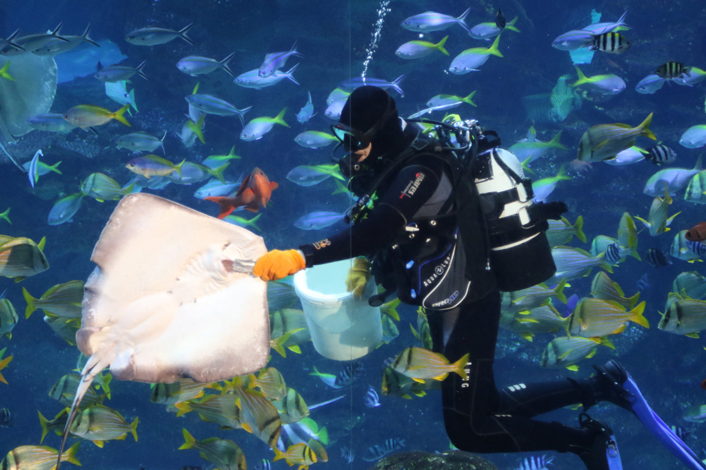 Southern Stingray feeding at Blue Planet Aquarium 22/02/2017
