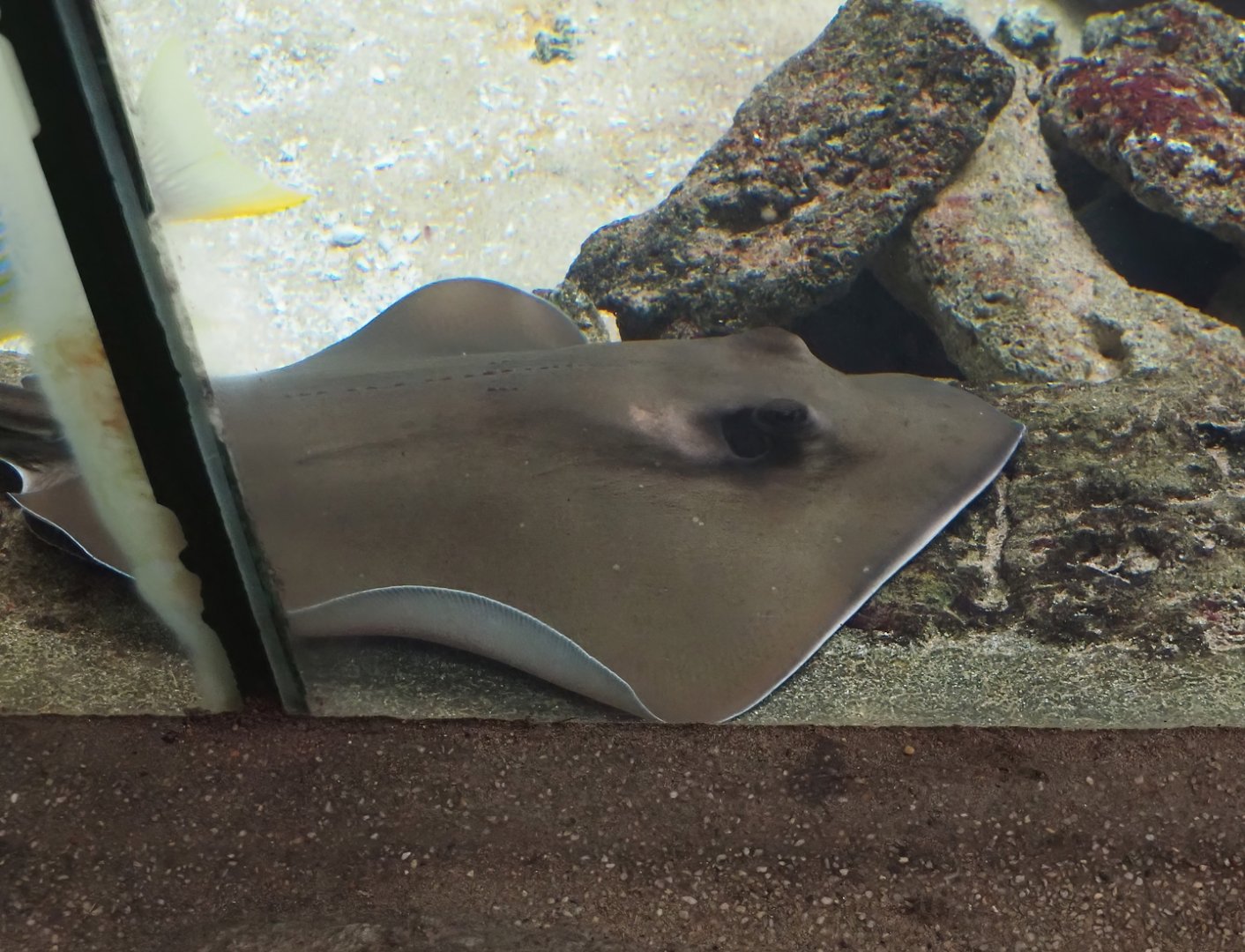 Southern stingray (Hypanus americanus), 2024-06-30