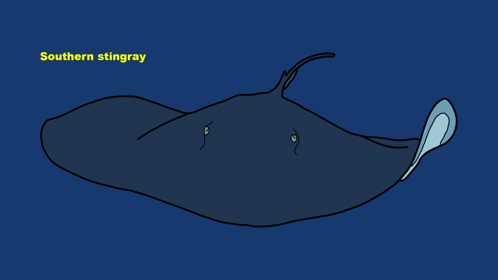 Southern stingray (Hypanus americanus)
