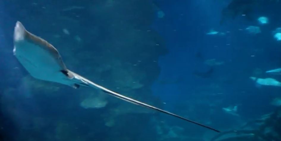 Southern Stingray (Hypanus americanus)