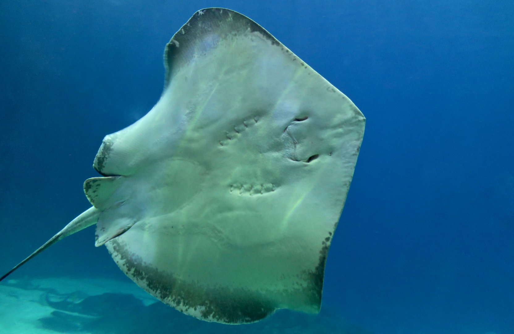 Southern Stingray (Hypanus americanus)