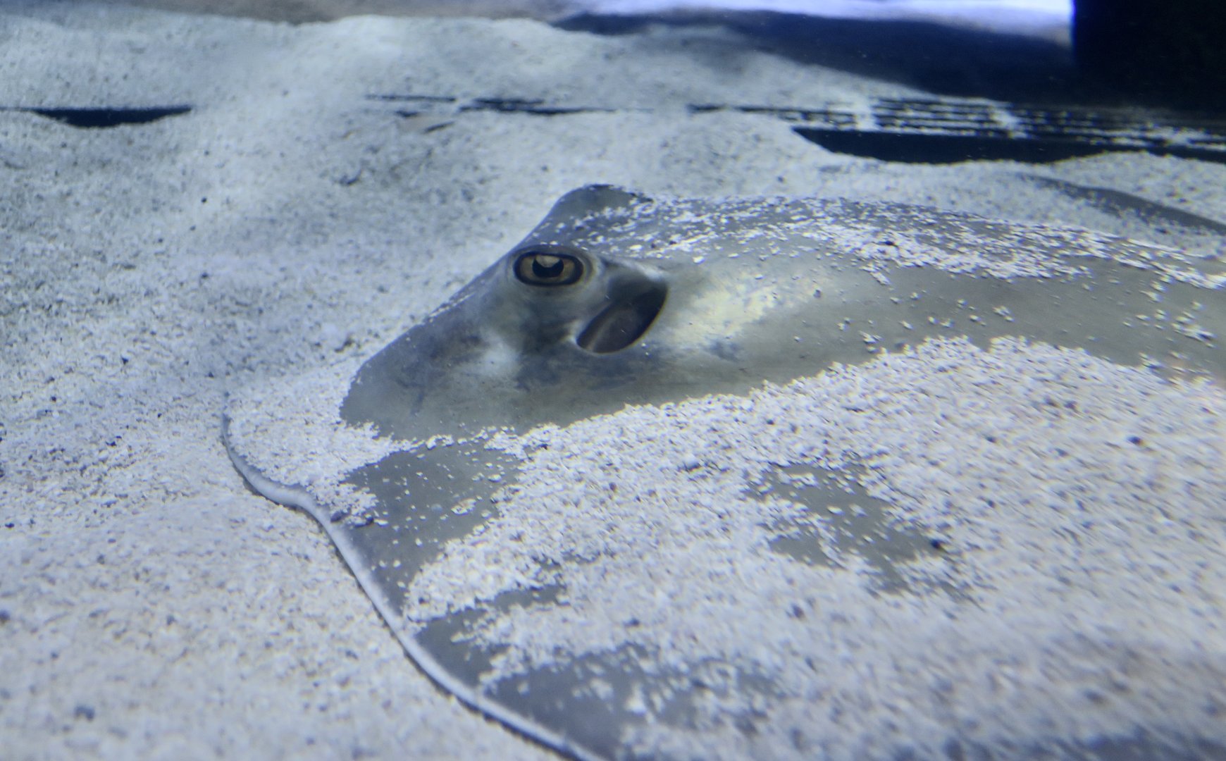 Southern Stingray (Hypanus americanus)
