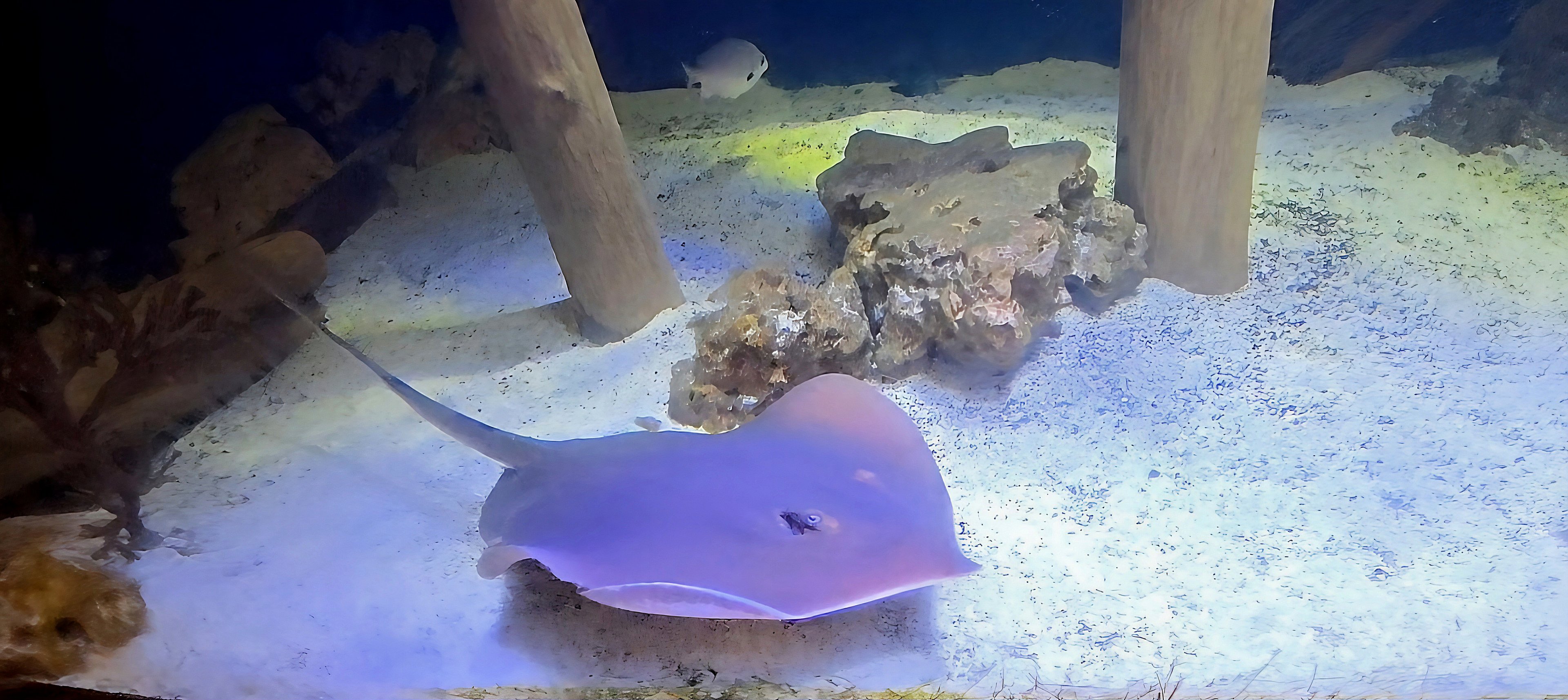 Southern Stingray  - July 2025