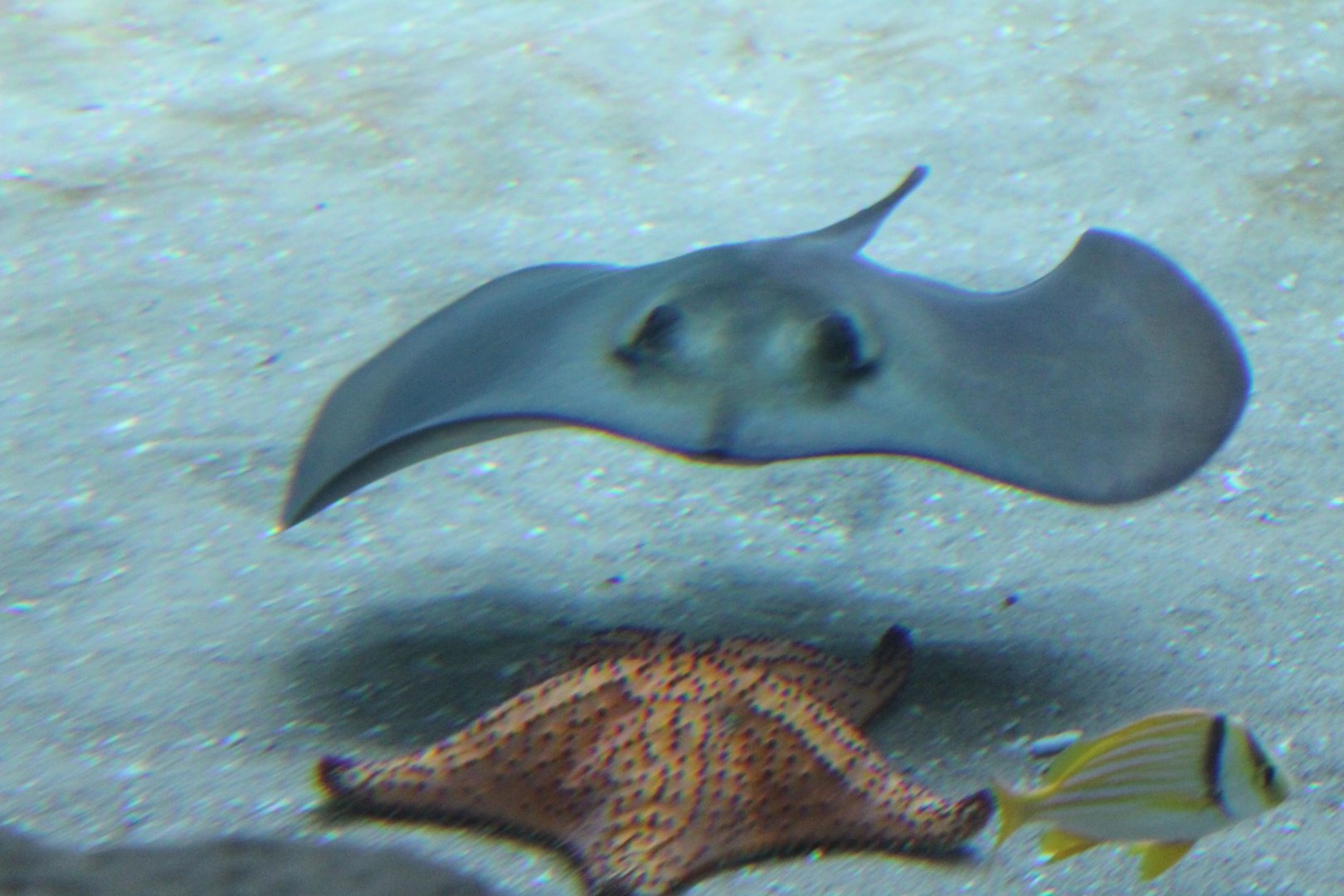 Southern stingray - Pushion star - Porkfish