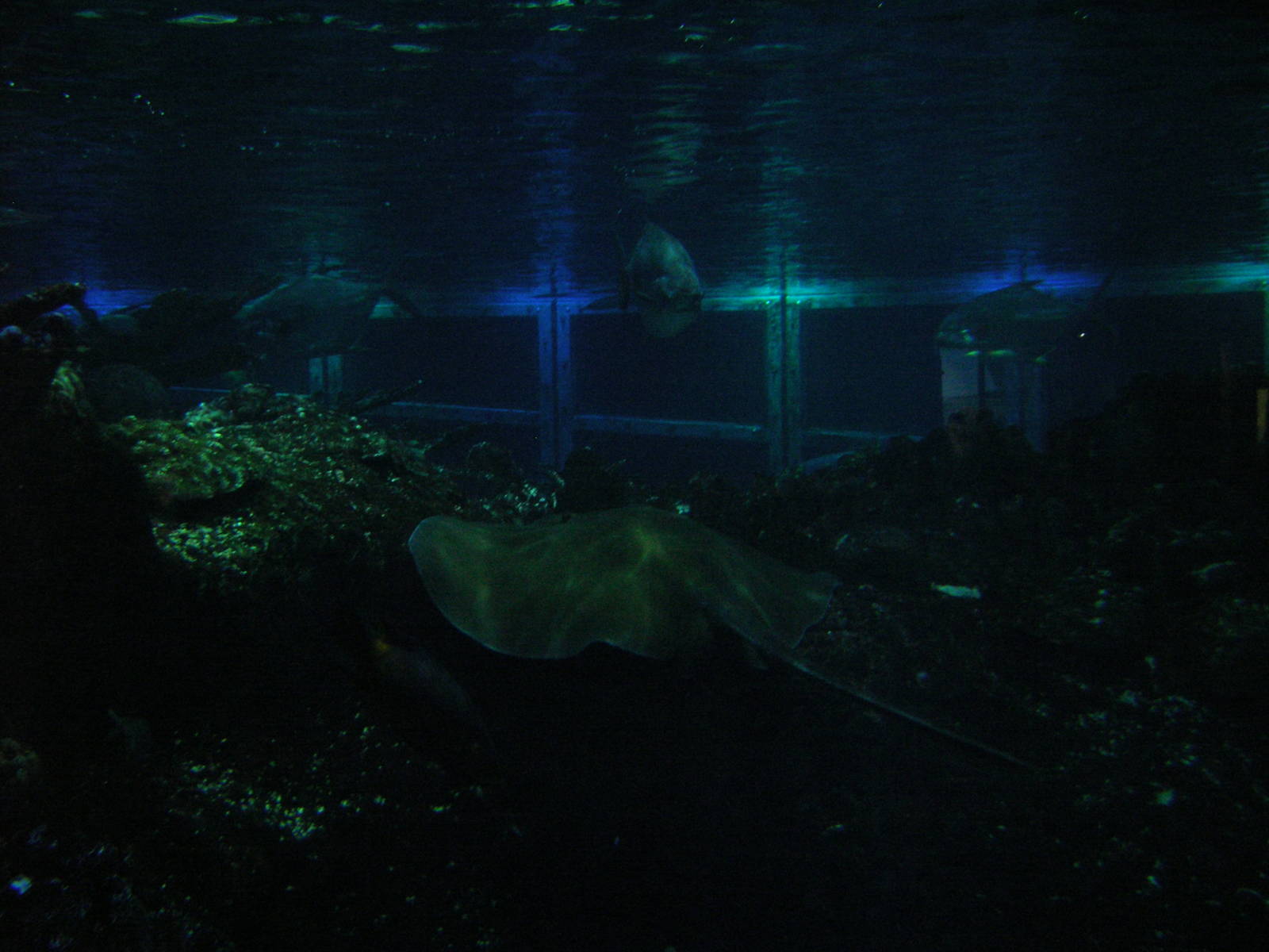 Southern Stingray