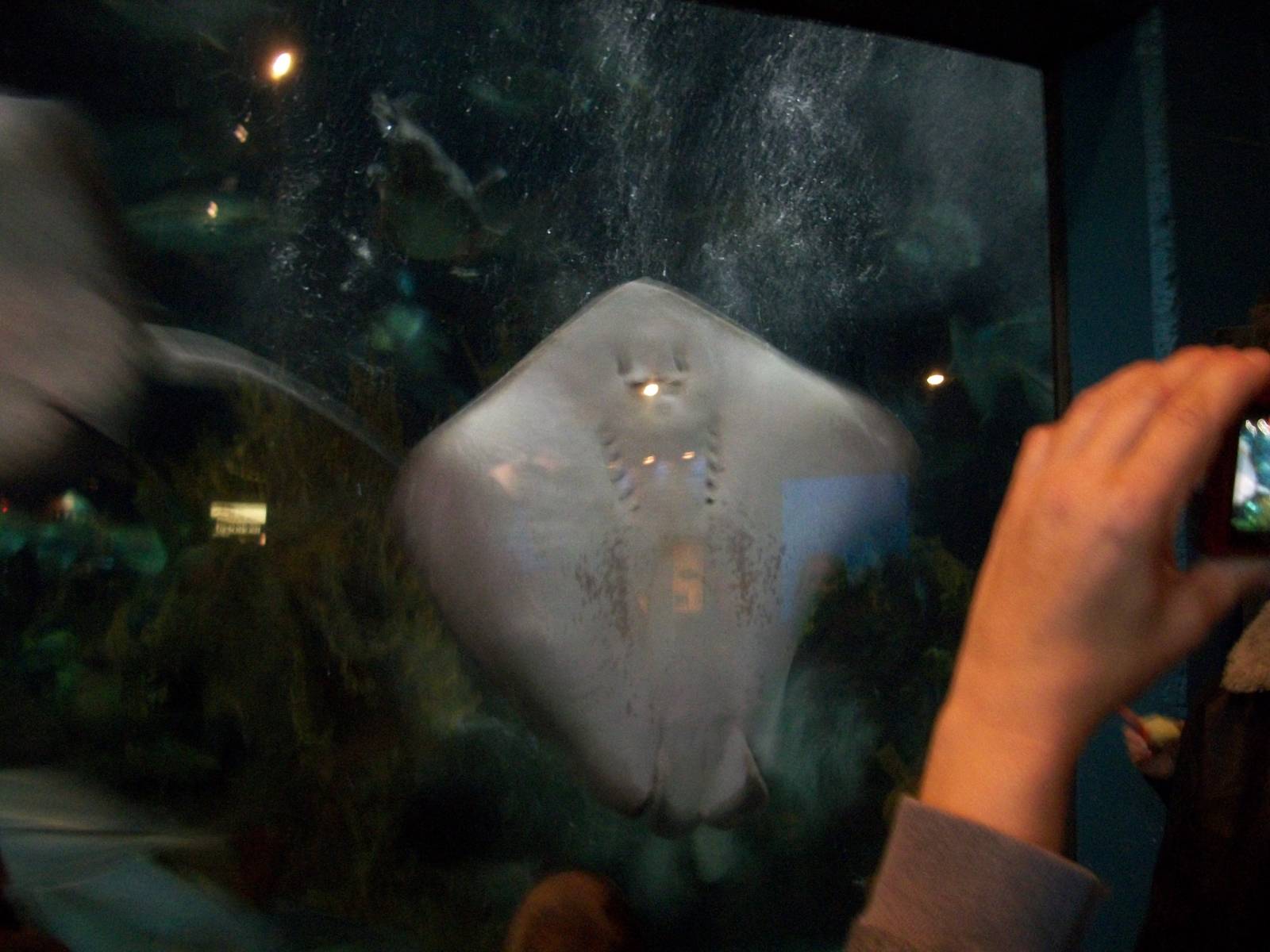 Southern Stingray