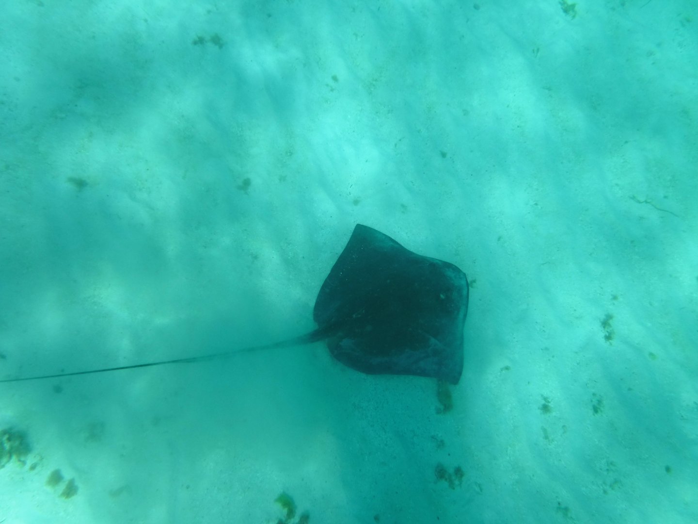 Southern stingray