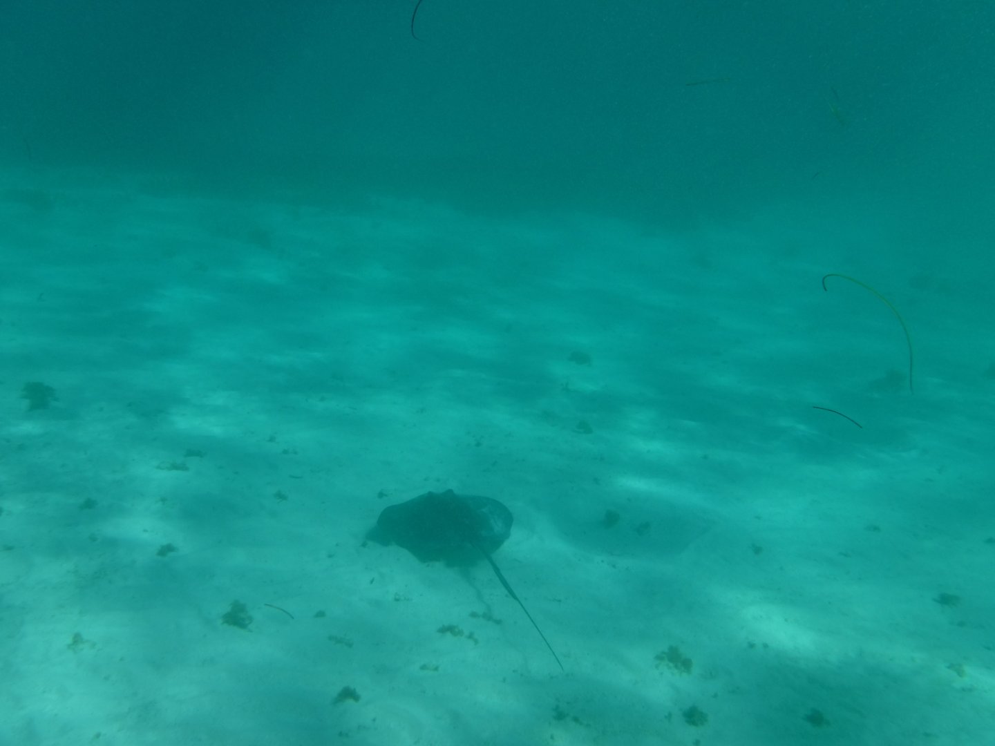 Southern stingray