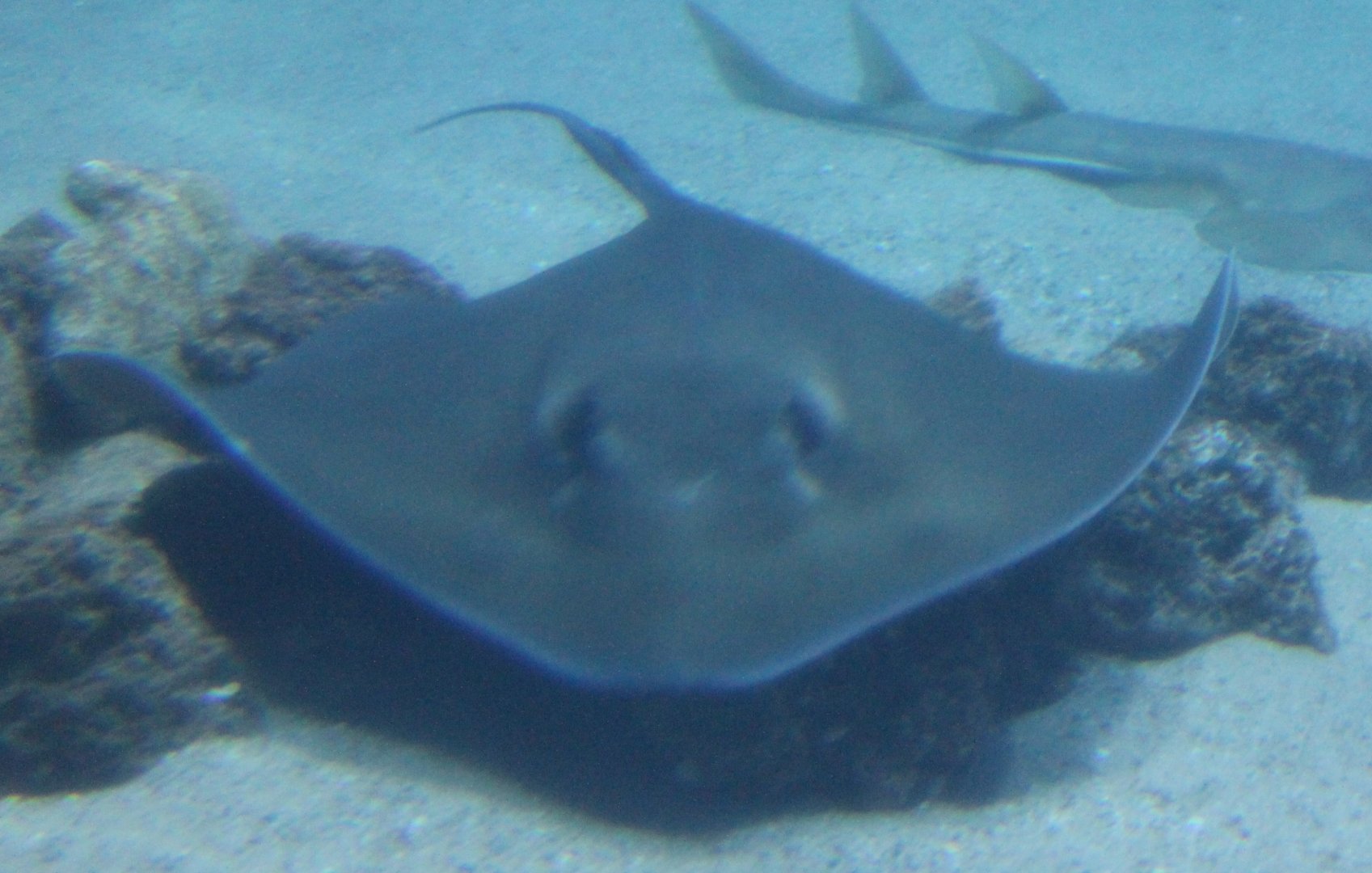 Southern stingray