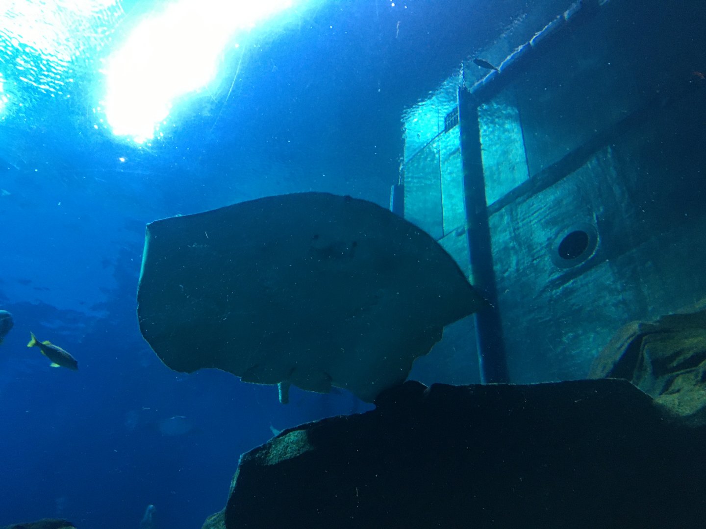 Southern stingray