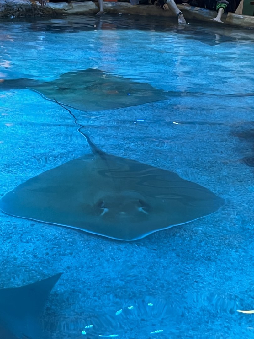 Southern stingray