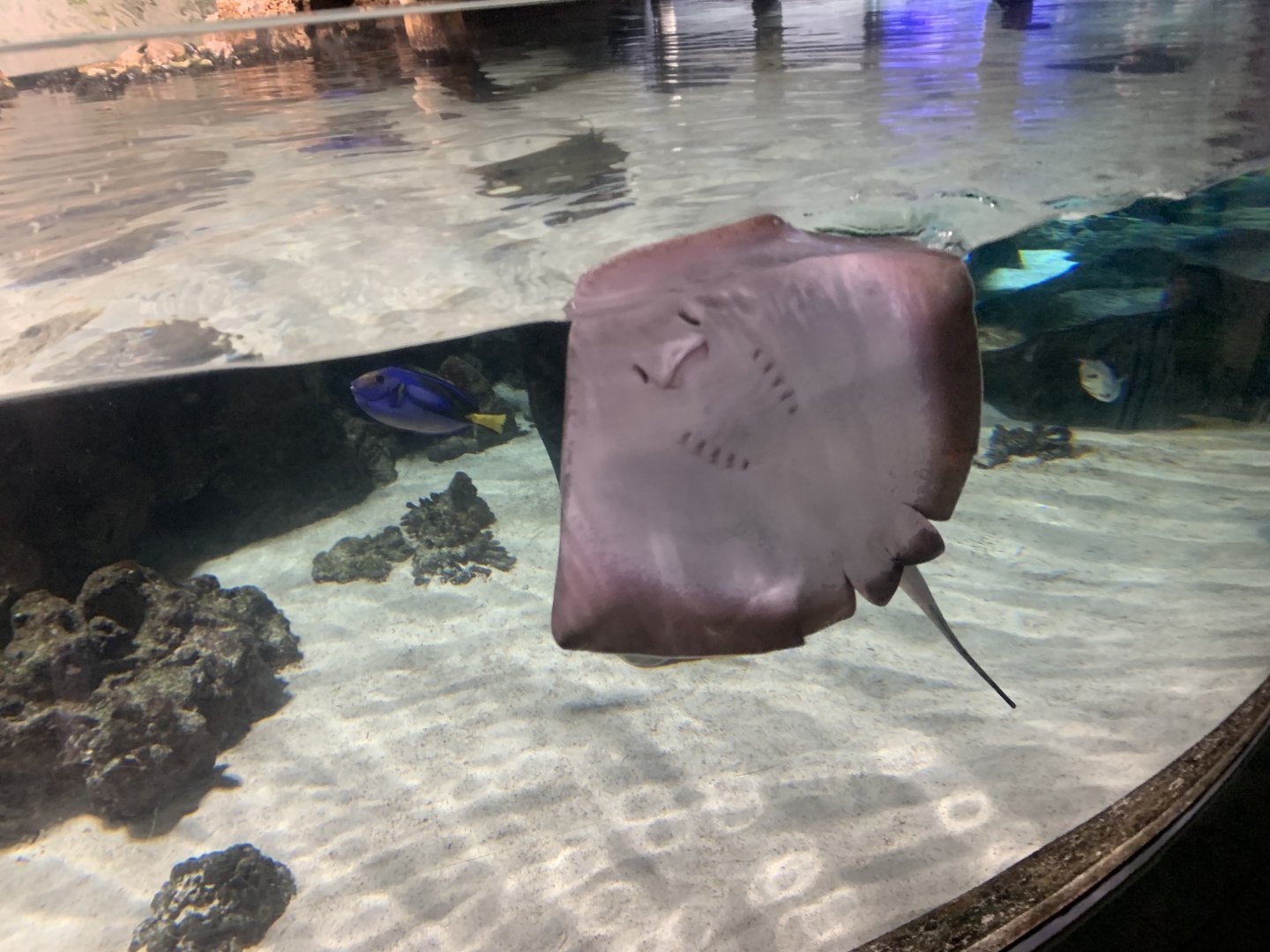 Southern stingray