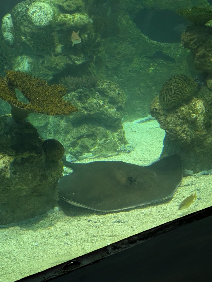 Southern Stingray