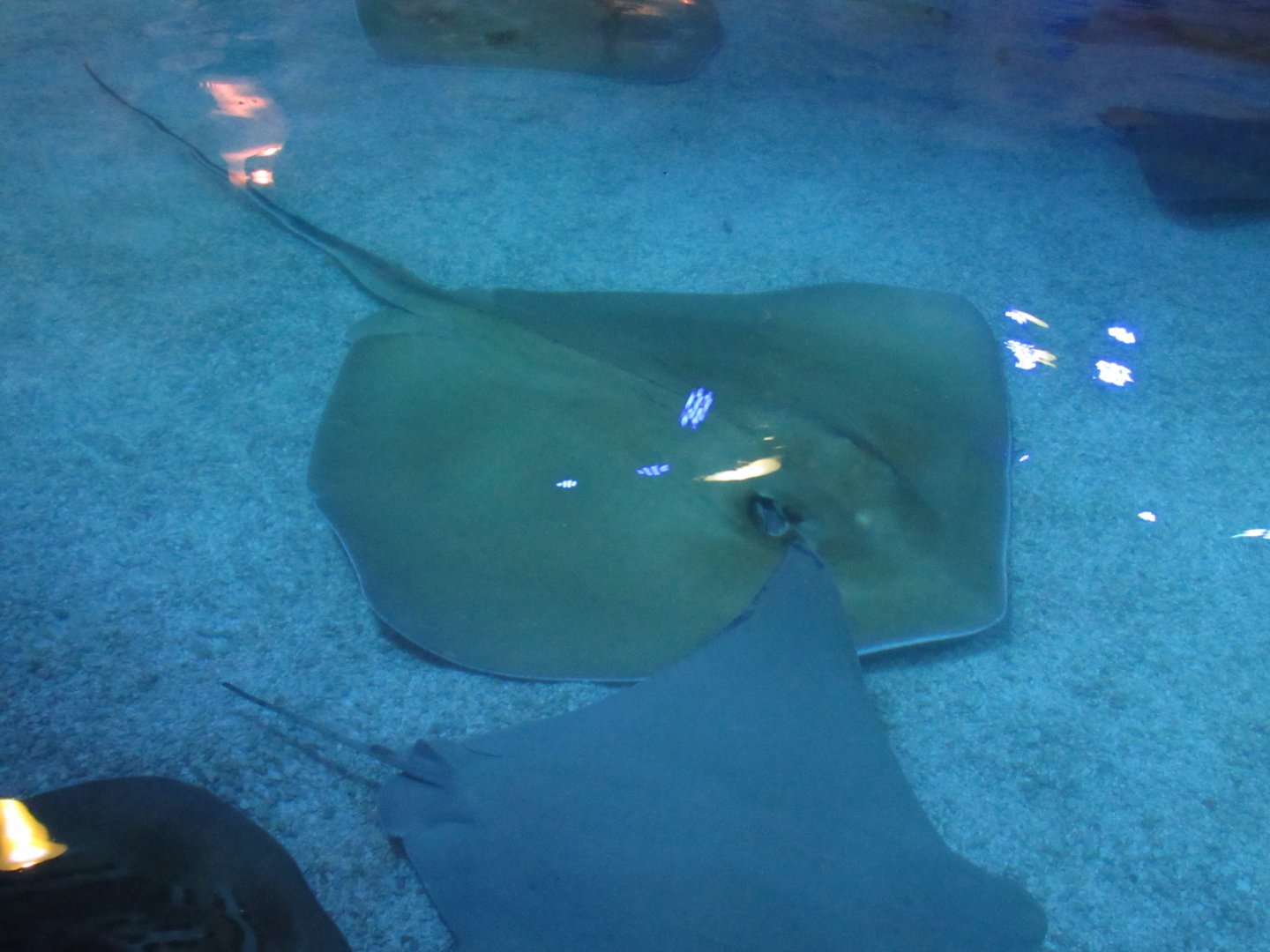 Southern Stingray