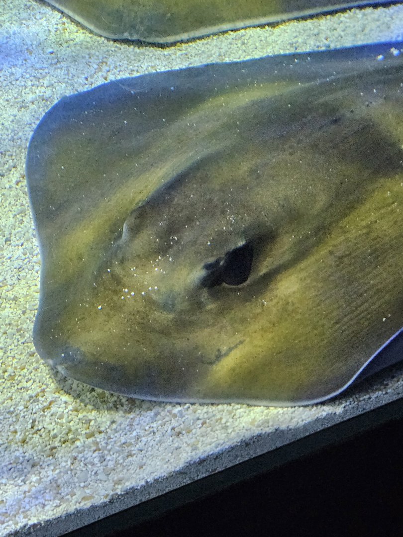 Southern stingray