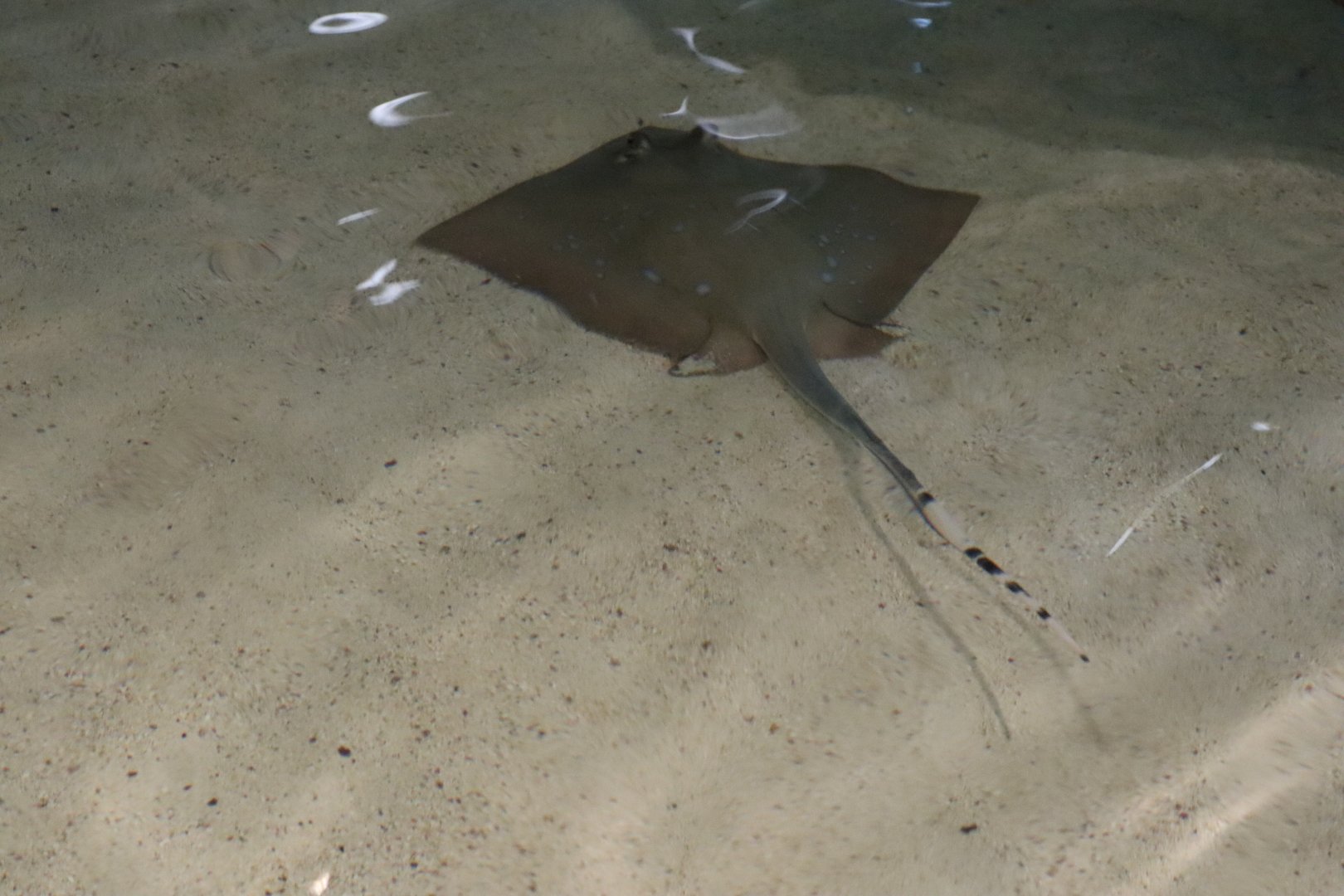 Southern Stingray
