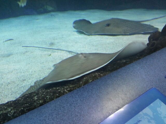Southern stingrays