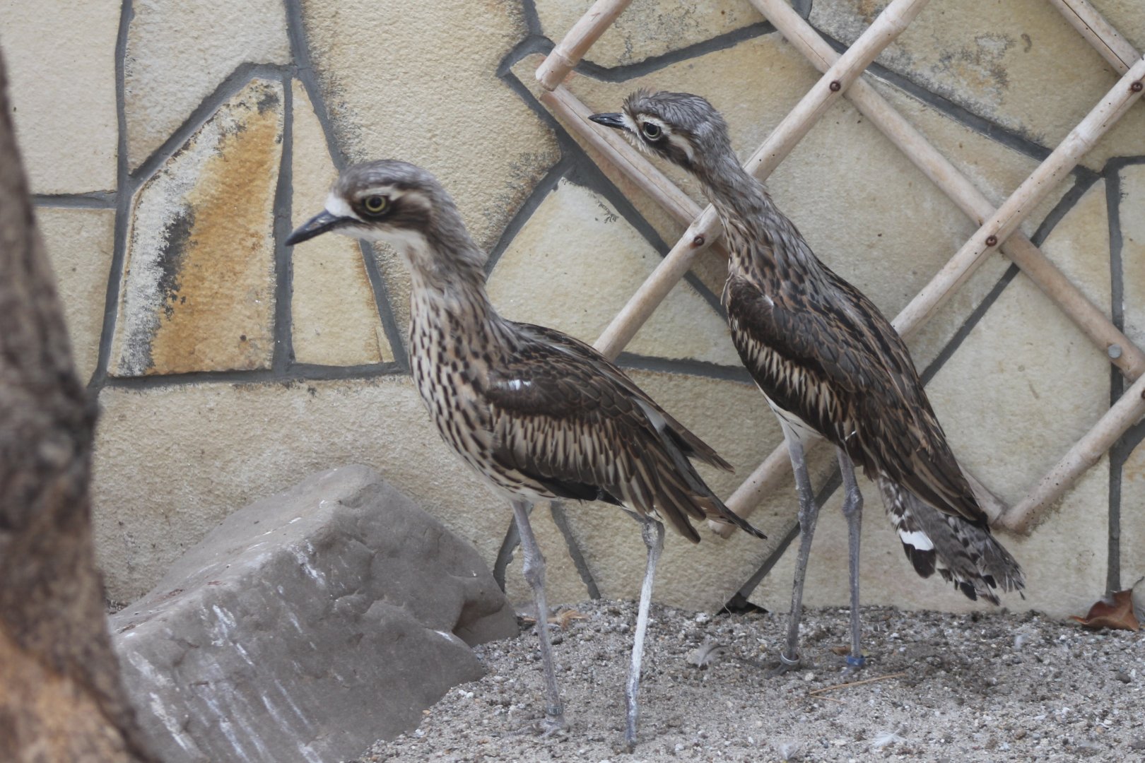Southern stone-curlews