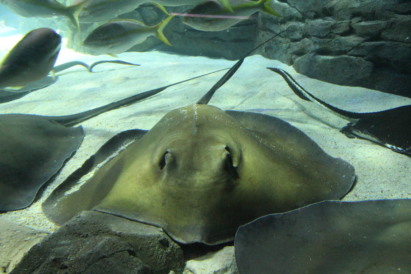 Southern Stringray - June 2016