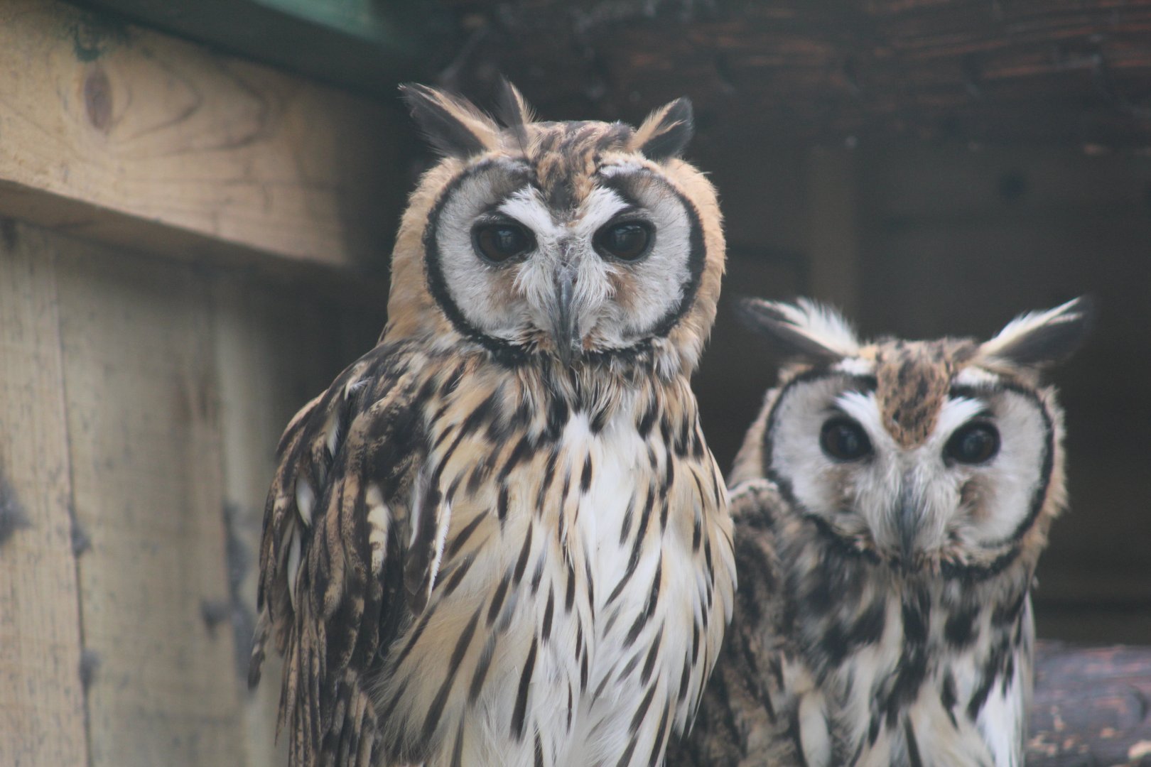 Southern Striped Owls