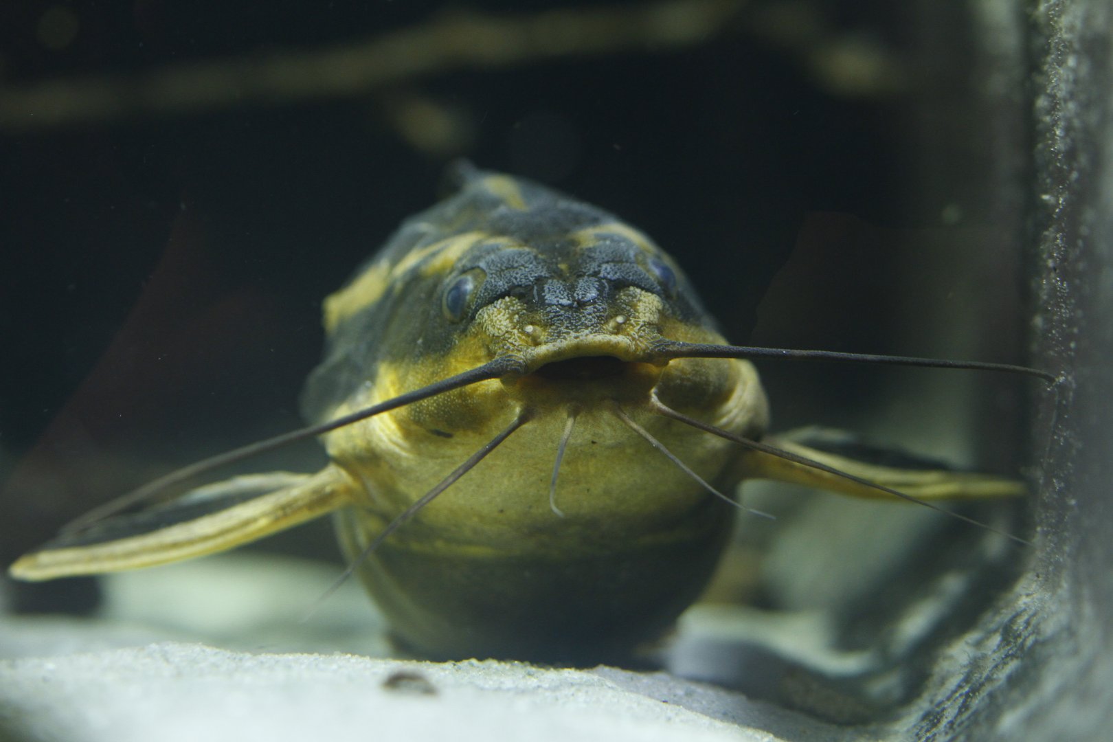Southern striped raphael (Platydoras armatulus)