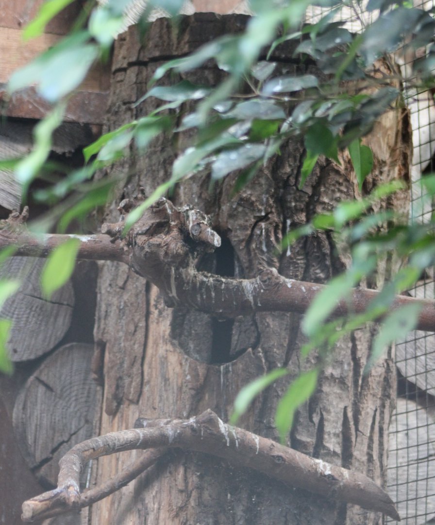 Southern Sulawesei tarictic hornbill sealed in the nest